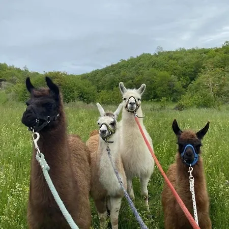 אוהל מפואר Bulle Perchee